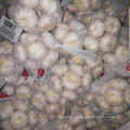 new season chinese fresh garlic from shandong origin